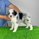 Australian Ciobănesc cu pedigree caută familie iubitoare