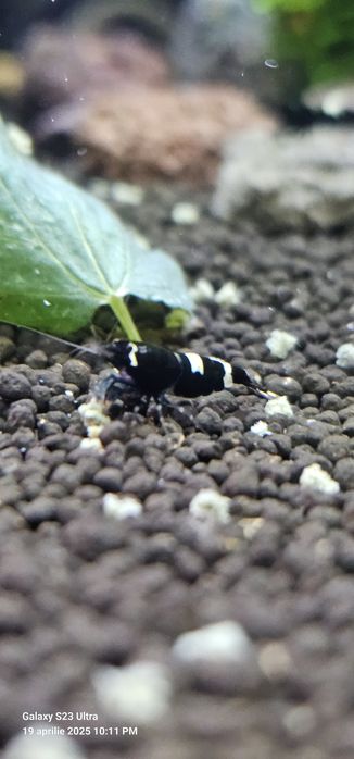 Creveti Black KinKong BlackFriday