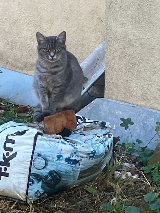 Donez pui de pisica de 5-6 luni