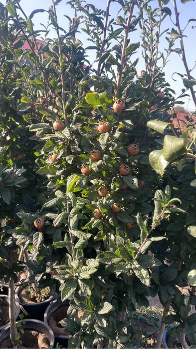 Pomi fructiferi pe rod/kaki/smokin/rodiu