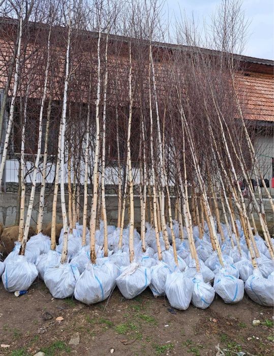 Vand mesteacăn alb dimensiuni de la 1-6 m ,dif specii la dif inaltimi