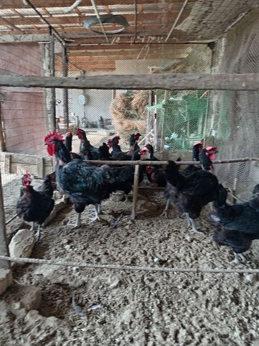 Жуда катта товук ва хурозлар жерси ва кора шахзодалар сотилади