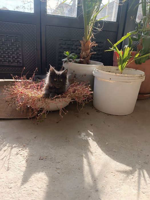 Мейн кун мальчик