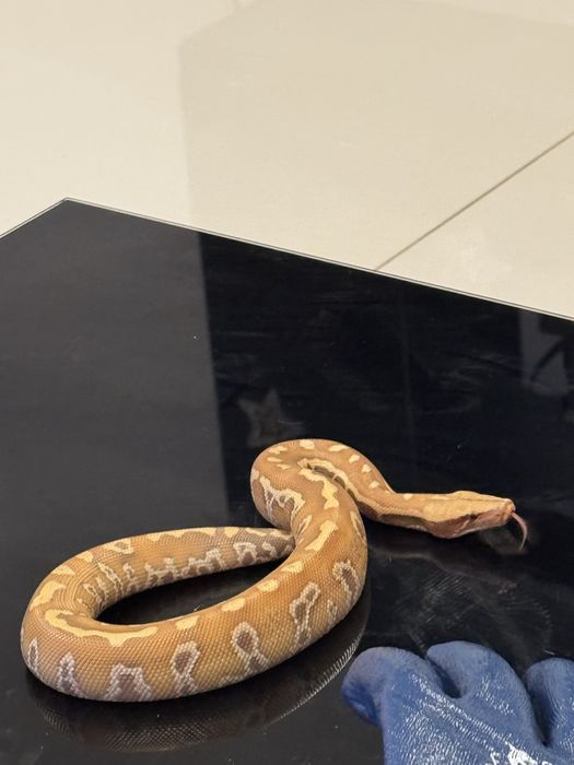 Blood Python Albino