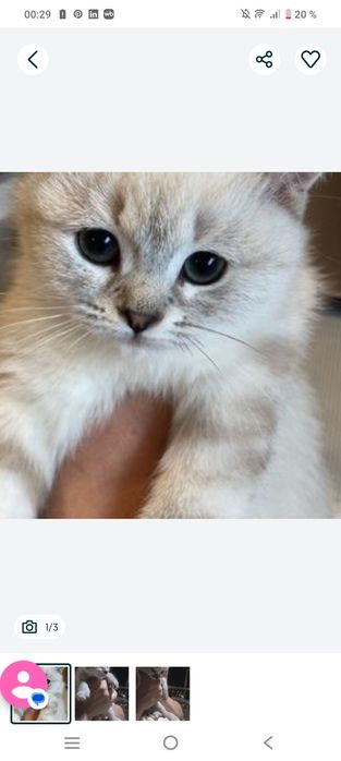Продаются белые котяте
