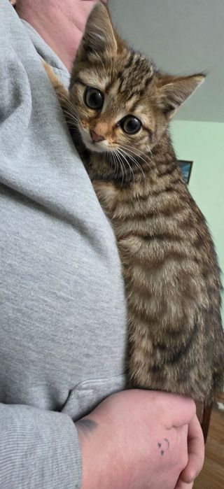 Кари търси своя дом