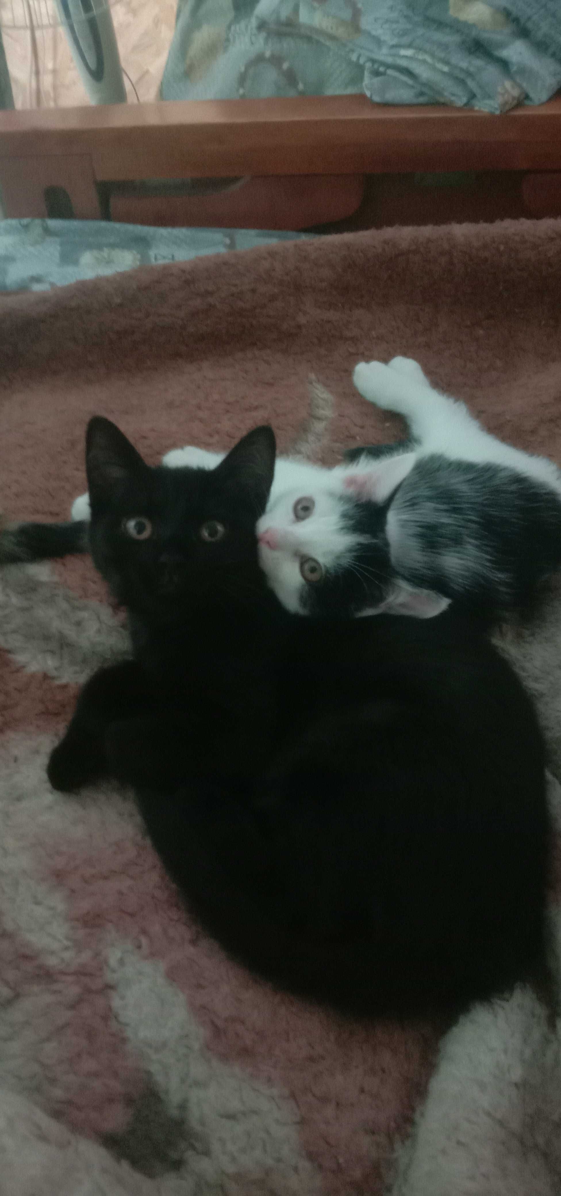 Отдам котят в добрые руки