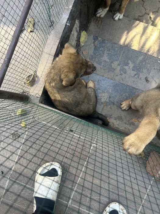 Donez catelusi 2 luni