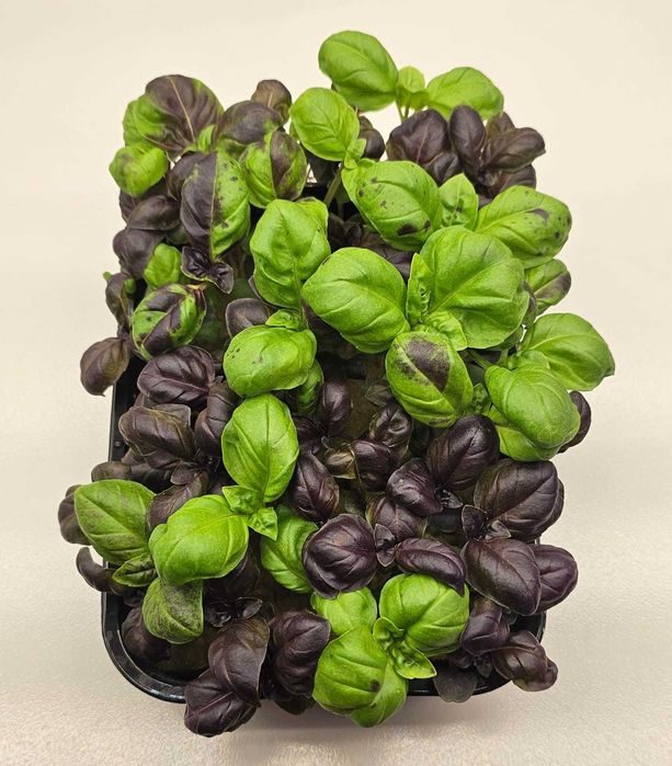 Микрозелень в наличии