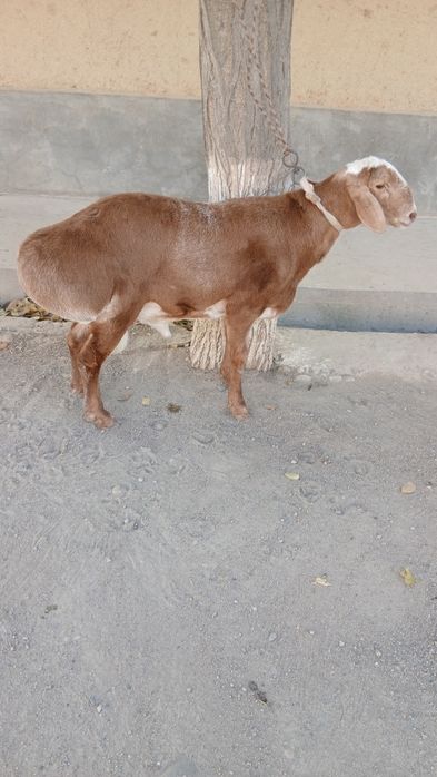 Quchqor bara sotiladi