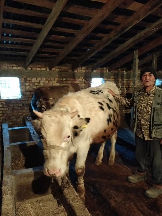 Гольштейн бычок 1.5