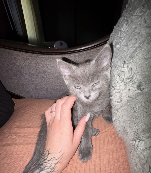 отдам котят в хорошие руки