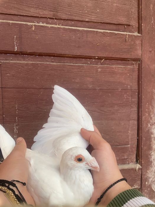 Vând sau schimb pui porumbel stil vechi