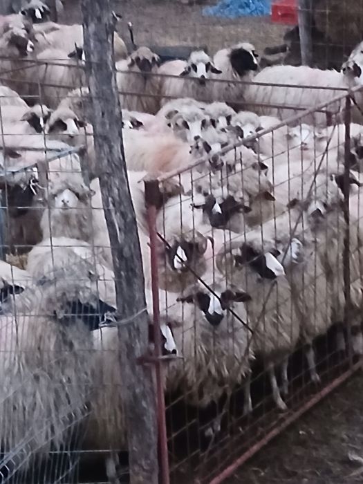 Vind 50 oii pe ales cu mieii