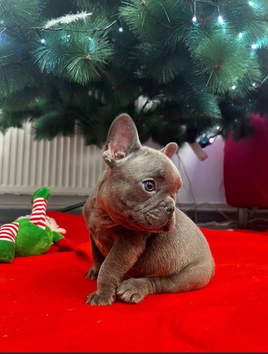 Bulldog francez femela blue