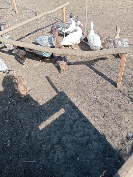 Vând rațe mute tinere