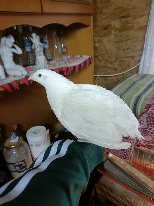 Prepelițe Jumbo Gold și Gigant Polare