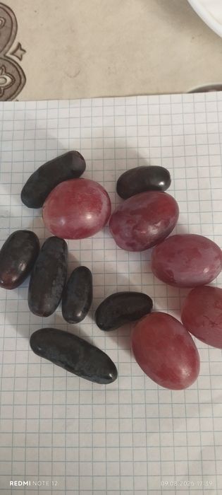 Узум кучатлари таер пайванд килинган