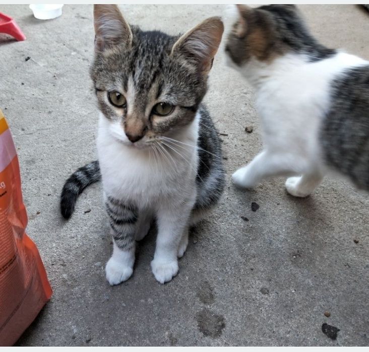 Donez pisicute varsta 3 luni