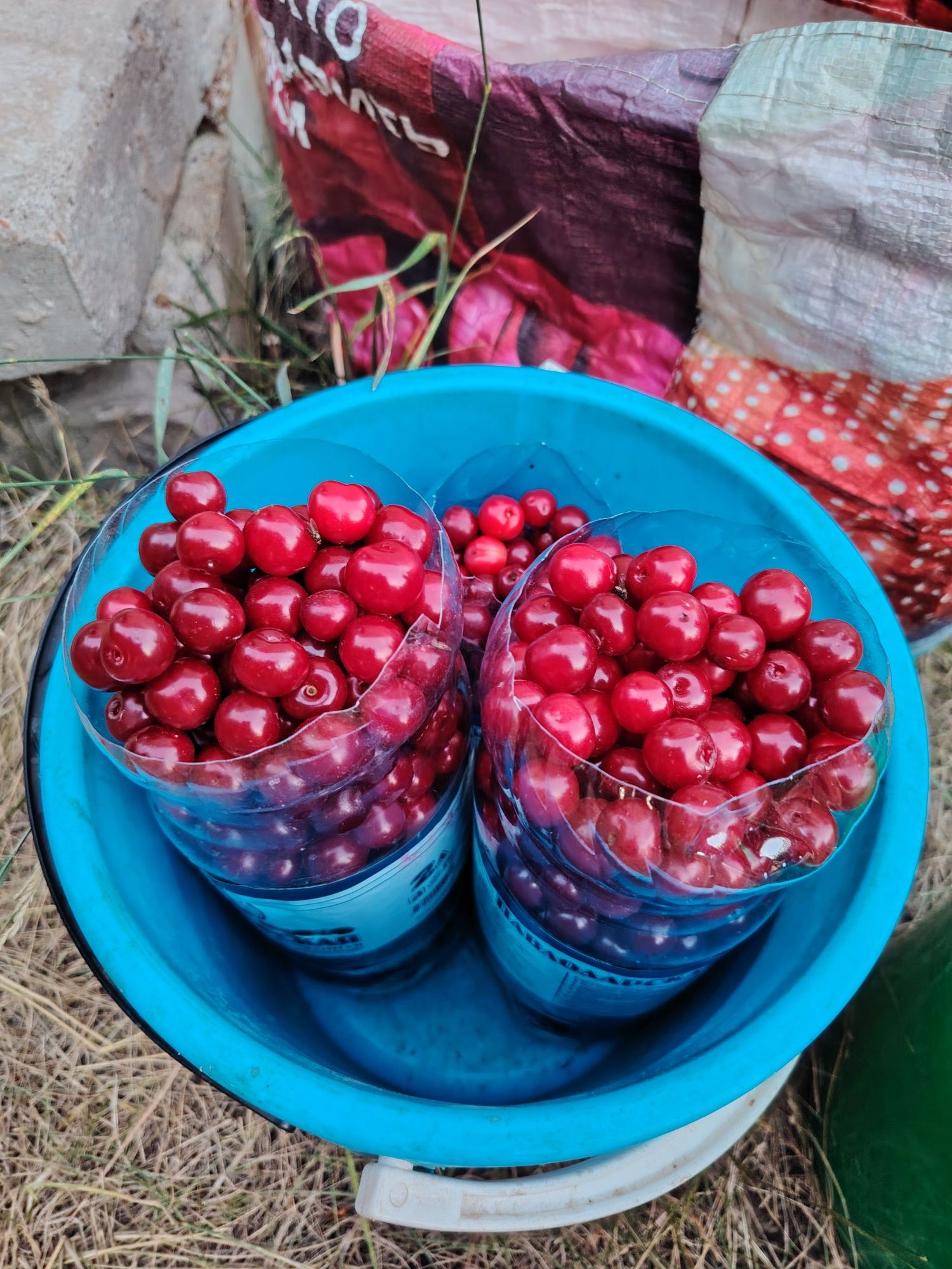 Продам вишню домашнюю
