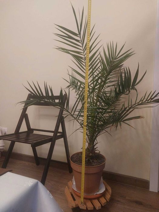 Palmier phoenix canariensis