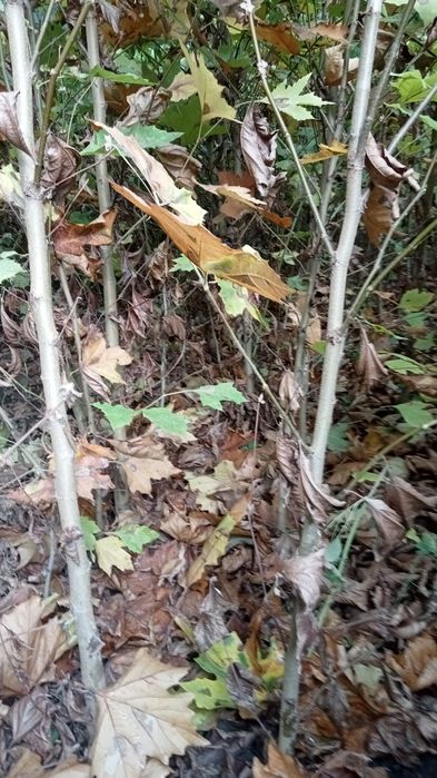 Plant ornamentale .platan buxux tuia