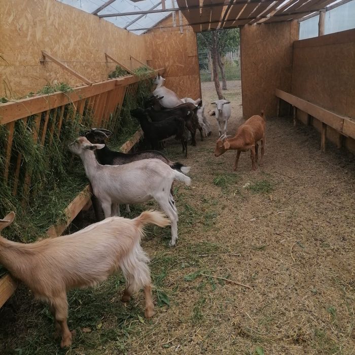 Vand iezi si iedute de rasa