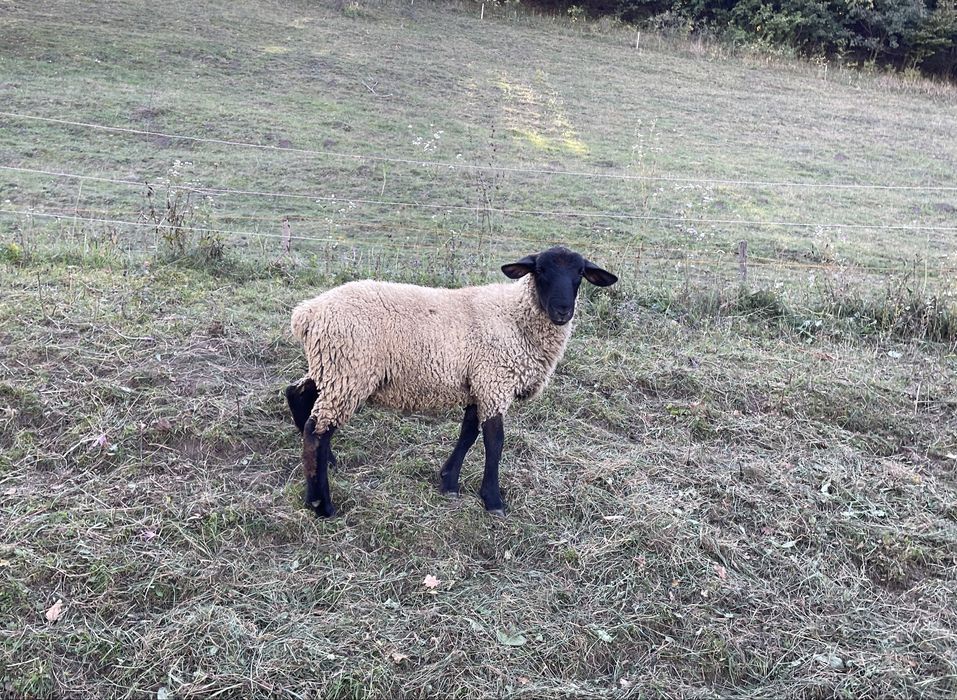 Berbecuti suffolk de vânzare