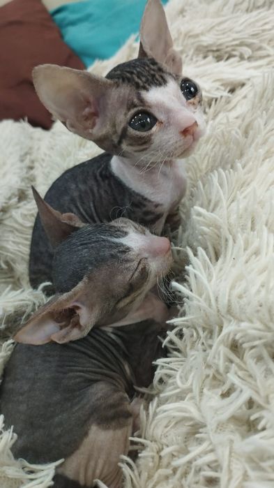Котята сфинкс велюр
