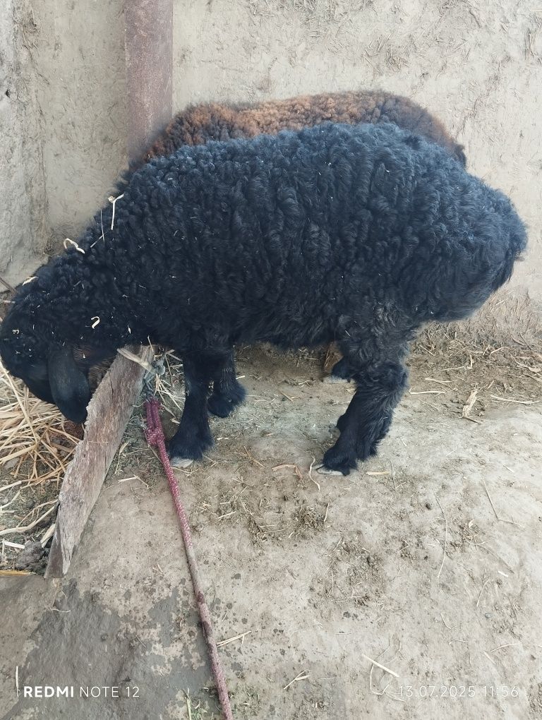 QOZOQI MODA BARRA 4 oylik sogʻlom barra
