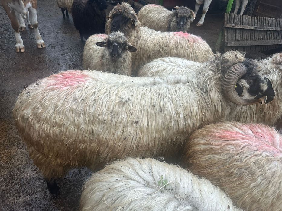 Vand un noatin si 3 mielute