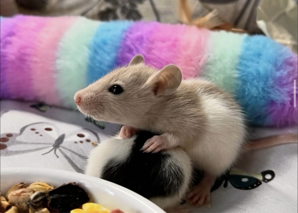 Декоративные крысы, малыши, до 2 месяцев