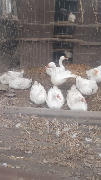 Гуси без химии на всём натуральном