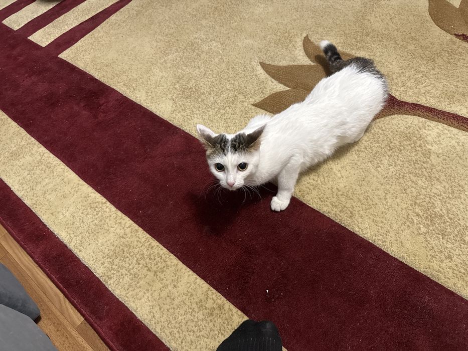 Отдам кошку, к лотку приучена