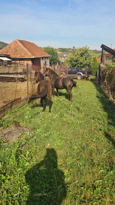 Vand ponei talie mica (femele)