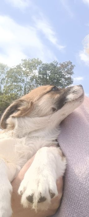 DONEZ o cățelușa de trei luni și o săptămână.