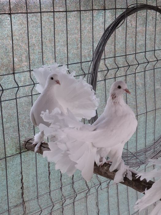 De vanzare voltati maghari!