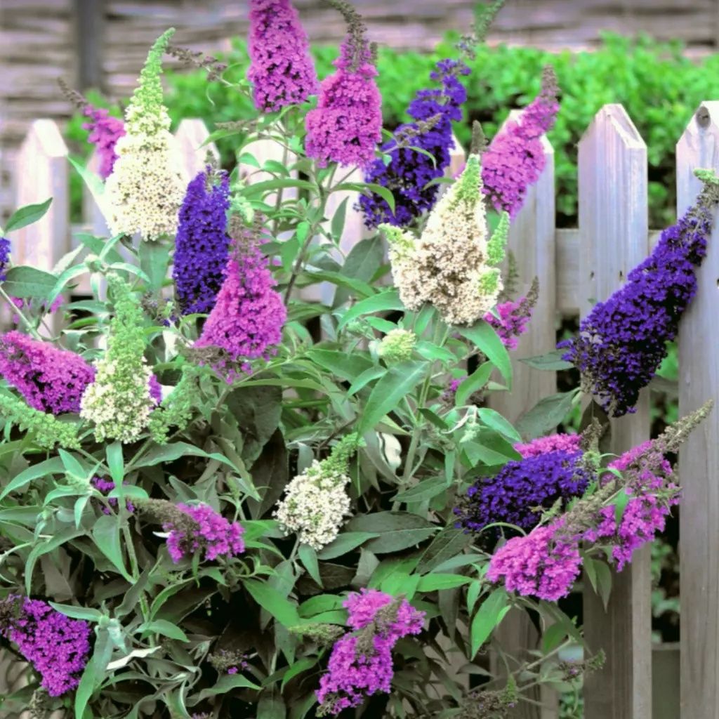 Liliac de vara Tricolor