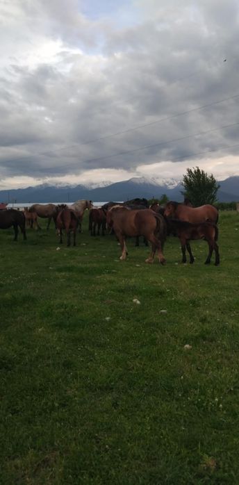 Mânze,Iepe fătate și gestante de vânzare