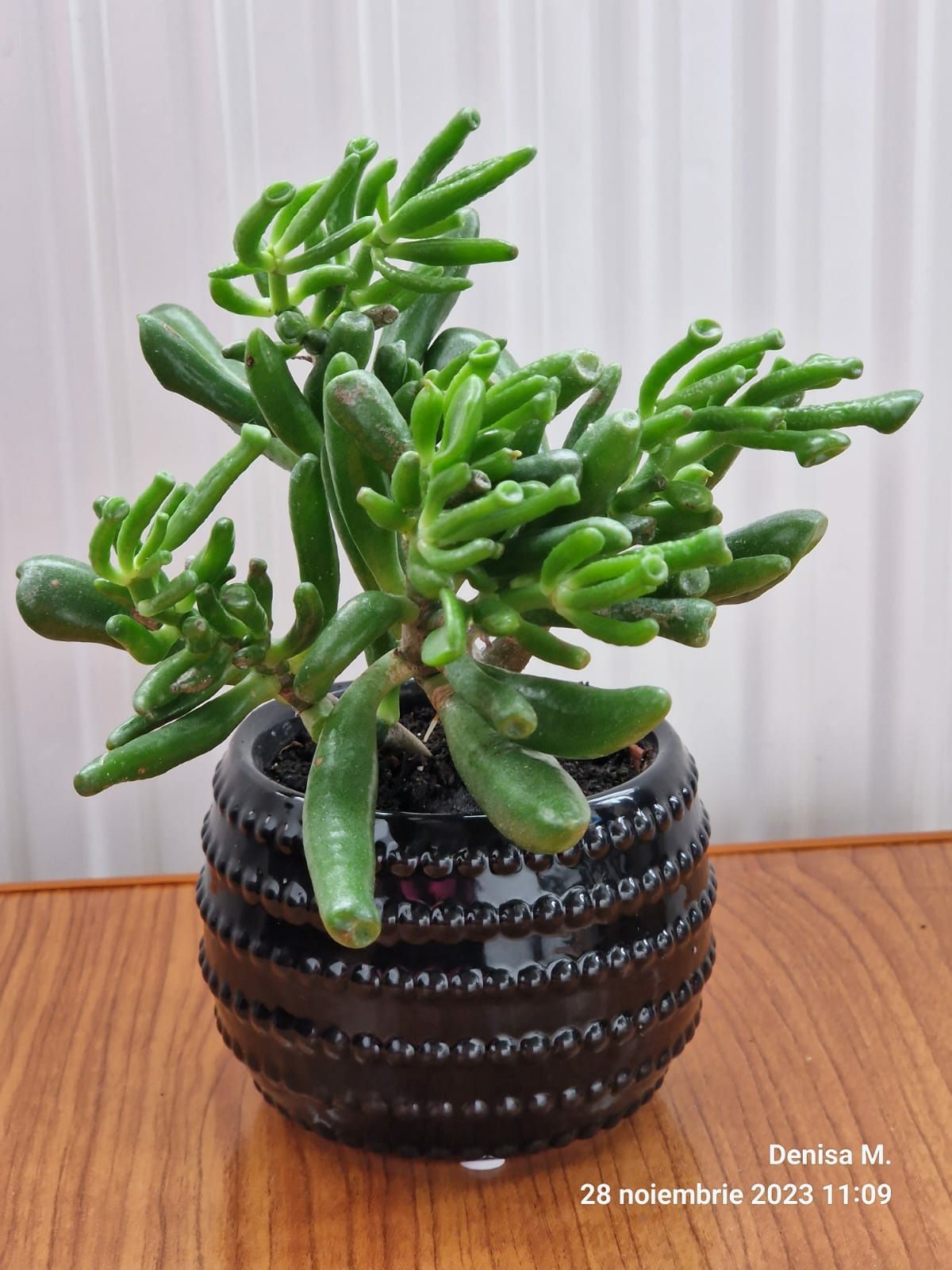 Crassula  Hobbit