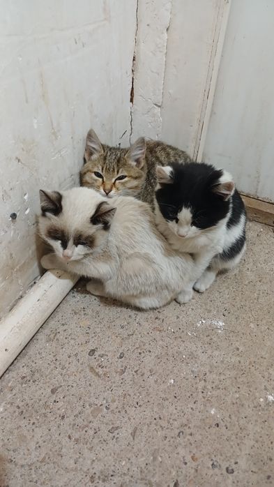 Отдам даром котят