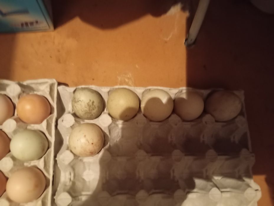 vand oua pentru incubat gaina  australop, susex, rate Pekin si leșești