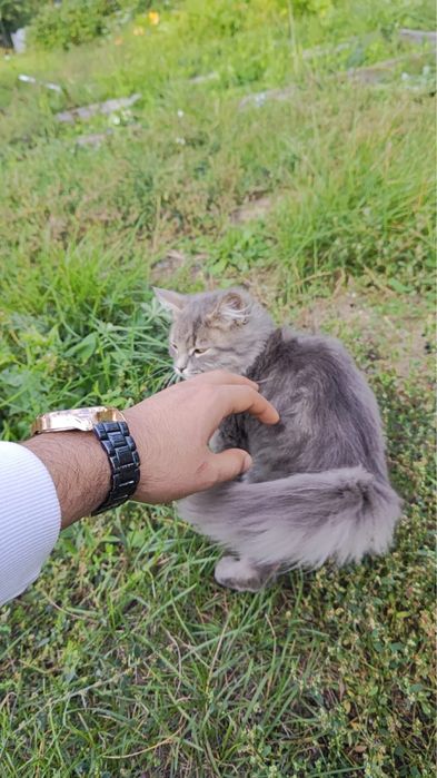 Отдам в хорошие руки котёнка