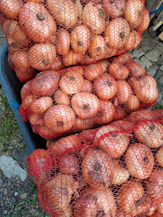 Ceapa de vazare 2, lei kg