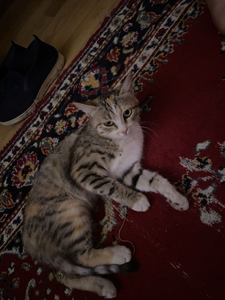 Кошки в добрые руки