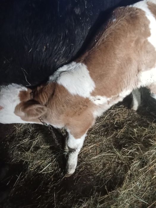 Vand vitea baltata romaneasca