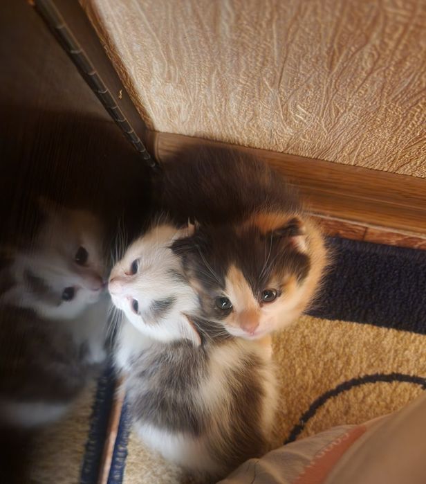 Отдам в добрые руки