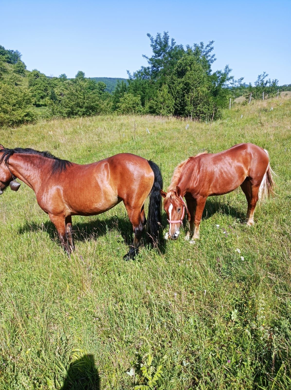 Animale de vinzare