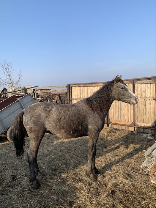 Продам жеребчика