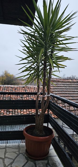 Слонска Юка 20 годишни